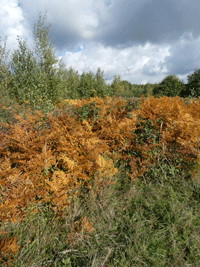 22-10-08-Wahner-Heide-3